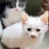 Отдам даром котенок Као Мани и 2 метиса