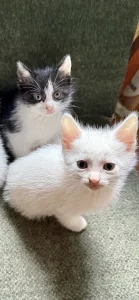 Отдам даром котенок Као Мани и 2 метиса
