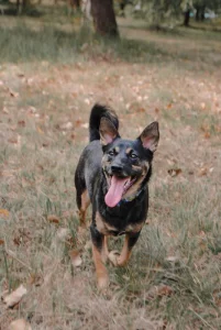 Молодой кобель небольшого размера