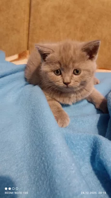 Шотландские котята