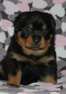 Щенки ротвейлера