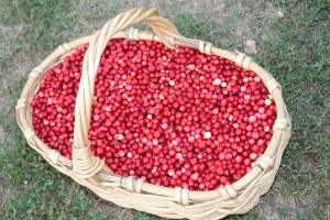 Брусника свежая