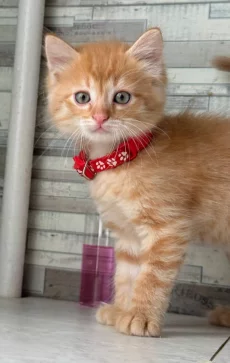 Котята, бесплатно