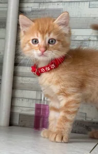 Котята, бесплатно