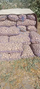 Мелкий картофель на корм