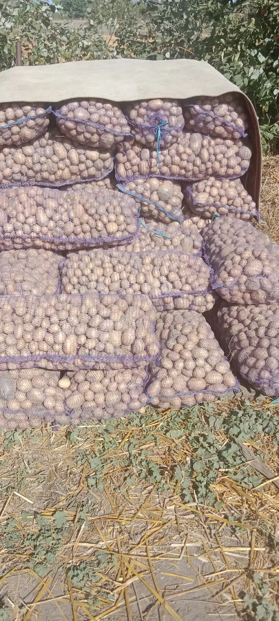 Мелкий картофель на корм