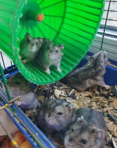 Джунгарские хомячки
