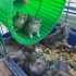 Джунгарские хомячки
