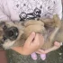 Отдадим щенока в хорошие руки! Смесь с таксой