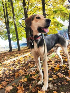 Амур ищет дом