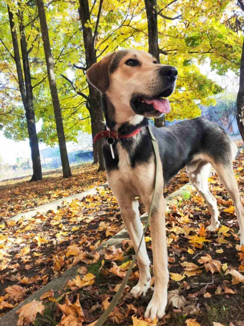 Амур ищет дом