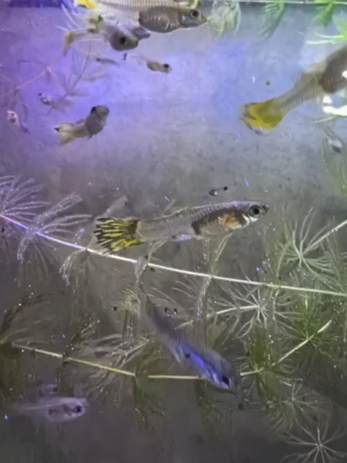 Гуппи девочки 1р