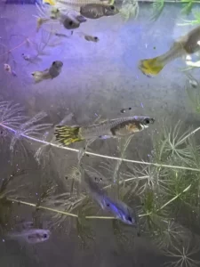 Гуппи девочки 1р