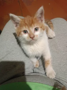 Отдам котенка даром в добрые руки