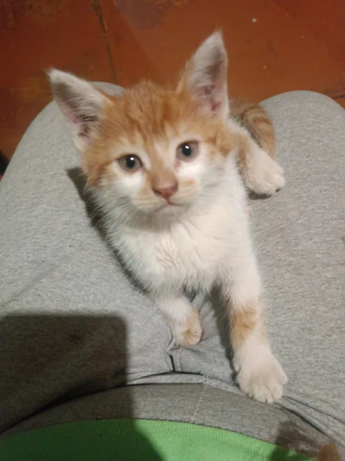 Отдам котенка даром в добрые руки