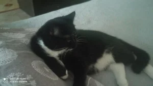 Кошка в добрые руки