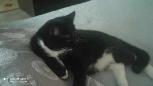 Кошка в добрые руки