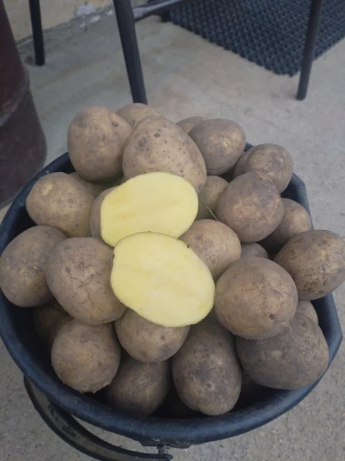 Картофель