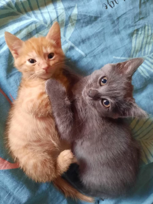Котята ищут дом