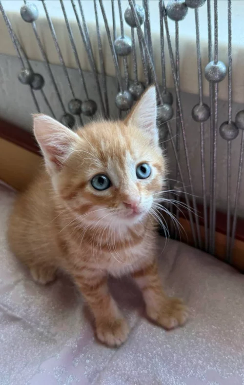 Котята