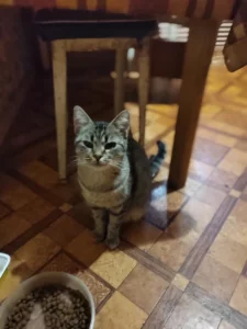 Срочно, в добрые руки