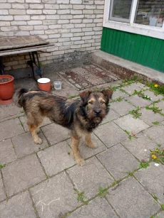 Собака ищет хозяина