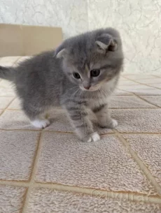 Котята шатланские