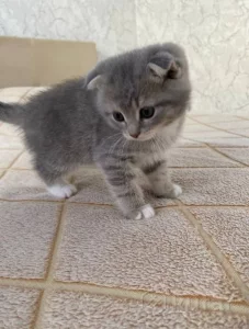 Котята шатланские