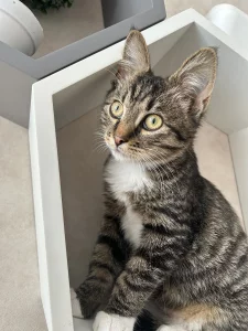 Котенок 4 месяца ищет дом