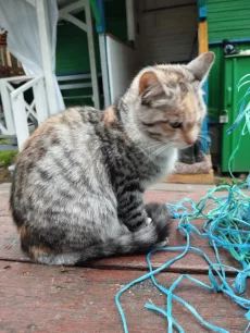 Котята в дар