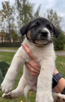 Щенки в хорошие руки