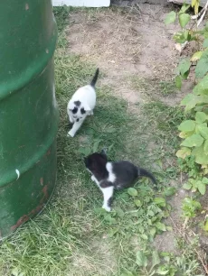 Котенок мальчик ищет дом