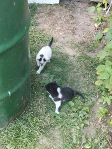 Котенок мальчик ищет дом