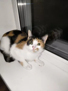 Кошка