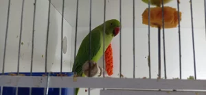 Красных канареек