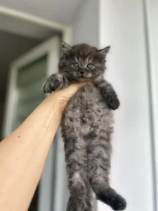 Ищет дом очаровательная котёнок-девочка