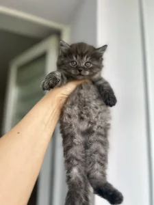 Ищет дом очаровательная котёнок-девочка