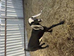 Козочка камори/нуб