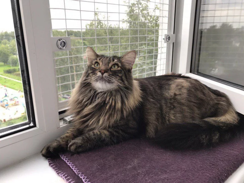 Антикошка на окно для защиты ваших питомцев