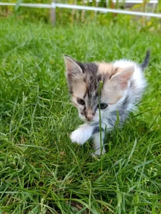 Котята