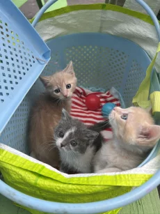 Красивые Котята