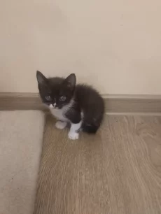 Отдам котят