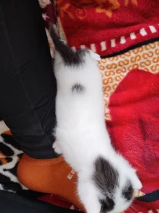 Котята ищут дом