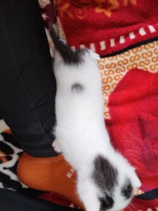Котята ищут дом