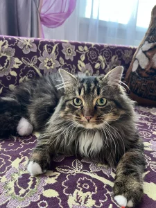 Очень красивый котик в добрые руки