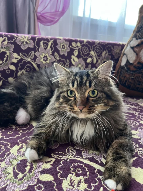 Очень красивый котик в добрые руки