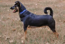 Молодой кобель небольшого размера