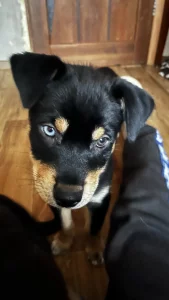 Щенок РОТСКИ девочка, порода 2 месяца