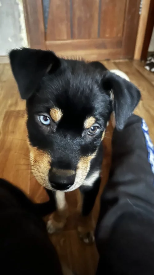 Щенок РОТСКИ девочка, порода 2 месяца