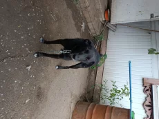 Отдам собаку